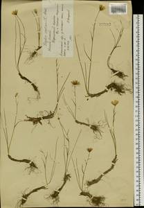 Gagea serotina (L.) Ker Gawl., Siberia, Western (Kazakhstan) Altai Mountains (S2a) (Kazakhstan)