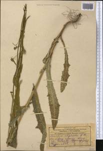 Sonchus arvensis subsp. uliginosus (M. Bieb.) Nyman, Middle Asia, Dzungarian Alatau & Tarbagatai (M5) (Kazakhstan)