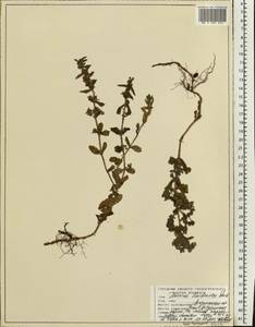Teucrium scordium subsp. scordioides (Schreb.) Arcang., Eastern Europe, Lower Volga region (E9) (Russia)