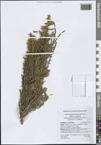 Arthrocaulon macrostachyum (Moric.) Piirainen & G.Kadereit, Western Europe (EUR) (Spain)