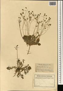 Crepis sancta subsp. sancta, South Asia, South Asia (Asia outside ex-Soviet states and Mongolia) (ASIA) (Turkey)