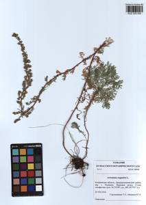 Artemisia rupestris L., Siberia, Altai & Sayany Mountains (S2) (Russia)