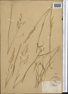 Piptatherum holciforme (M.Bieb.) Roem. & Schult., Middle Asia, Pamir & Pamiro-Alai (M2) (Tajikistan)