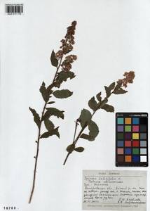 Spiraea salicifolia L., Siberia, Altai & Sayany Mountains (S2) (Russia)