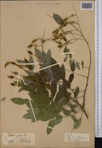 Styphnolobium japonicum (L.)Schott, Middle Asia, Pamir & Pamiro-Alai (M2)