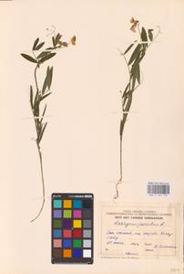 Lathyrus palustris L., Eastern Europe, Estonia (E2c) (Estonia)