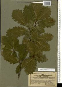 Quercus hartwissiana Steven, Caucasus, Dagestan (K2) (Russia)