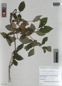 KUZ 004 645, Lonicera xylosteum L., Siberia, Altai & Sayany Mountains (S2) (Russia)