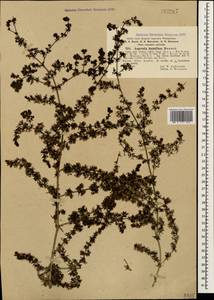 Galium humifusum M.Bieb., Caucasus, Turkish Caucasus (NE Turkey) (K7) (Turkey)