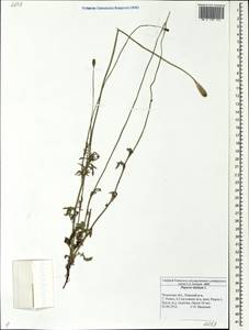 Papaver dubium L., Eastern Europe, Central region (E4) (Russia)