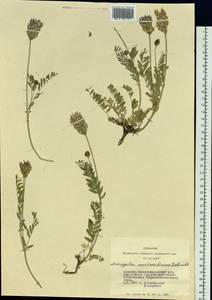 Astragalus laxmannii subsp. laxmannii, Siberia, Altai & Sayany Mountains (S2) (Russia)