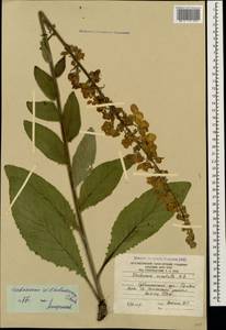 Verbascum wilhelmsianum C. Koch, Caucasus, South Ossetia (K4b) (South Ossetia)
