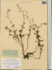 Scrophularia lucida L., Caucasus, North Ossetia, Ingushetia & Chechnya (K1c) (Russia)