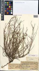 Chondrilla lejosperma, Middle Asia, Northern & Central Tian Shan (M4) (Kyrgyzstan)