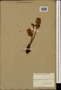 Orobanche, Caucasus, Stavropol Krai, Karachay-Cherkessia & Kabardino-Balkaria (K1b) (Russia)