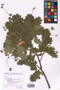 Quercus, Eastern Europe, Central forest-and-steppe region (E6) (Russia)