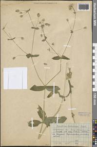 Dichodon davuricum (Fisch. ex Spreng.) Á. Löve & D. Löve, Siberia, Baikal & Transbaikal region (S4) (Russia)