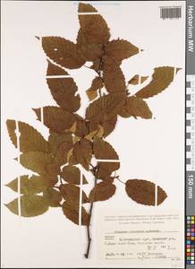 Carpinus betulus L., Caucasus, Black Sea Shore (from Novorossiysk to Adler) (K3) (Russia)