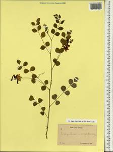 Indigofera heterantha Brandis, South Asia, South Asia (Asia outside ex-Soviet states and Mongolia) (ASIA) (China)