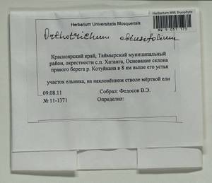 Nyholmiella obtusifolia (Brid.) Holmen & E. Warncke, Bryophytes, Bryophytes - Krasnoyarsk Krai, Tyva & Khakassia (B17) (Russia)