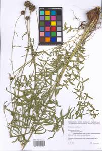 Centaurea scabiosa L., Eastern Europe, Central region (E4) (Russia)