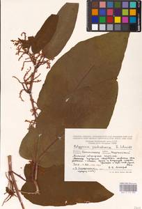 Reynoutria sachalinensis (F. Schmidt) Nakai, Eastern Europe, North-Western region (E2) (Russia)