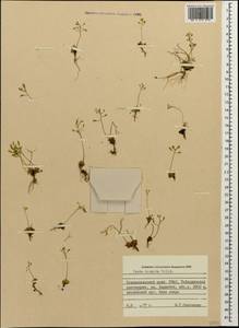 Draba hispida Willd., Caucasus, Stavropol Krai, Karachay-Cherkessia & Kabardino-Balkaria (K1b) (Russia)