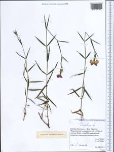 Dianthus caucaseus Sims, Caucasus, Georgia (K4) (Georgia)