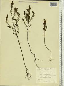 Odontites luteus (L.) Clairv., Eastern Europe, South Ukrainian region (E12) (Ukraine)