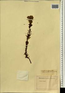 Leucadendron linifolium (Jacq.) R. Br., Africa (AFR) (Not classified)