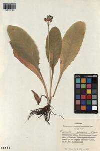 Primula elatior subsp. pallasii (Lehm.) W. W. Sm. & Forrest, Siberia, Altai & Sayany Mountains (S2) (Russia)