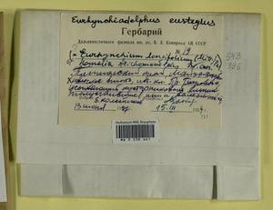 Eurhynchiadelphus eustegia (Besch.) Ignatov & Huttunen, Bryophytes, Bryophytes - Russian Far East (excl. Chukotka & Kamchatka) (B20) (Russia)