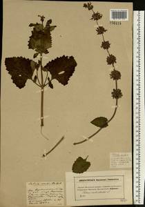 Salvia verticillata L., Eastern Europe, Moscow region (E4a) (Russia)