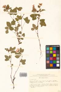 Rubus arcticus L., Siberia, Russian Far East (S6) (Russia)