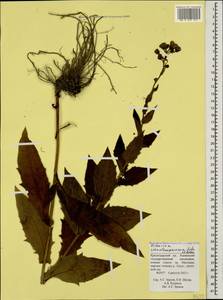 Hieracium atrocephalum Schmalh., Caucasus, Krasnodar Krai & Adygea (K1a) (Russia)