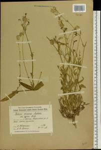 Silene vulgaris (Moench) Garcke, Eastern Europe, Volga-Kama region (E7) (Russia)