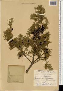 Juniperus communis var. saxatilis Pall., Caucasus, Dagestan (K2) (Russia)
