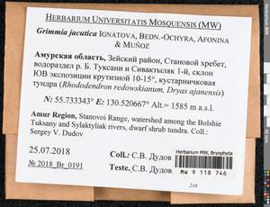 Grimmia jacutica Ignatova, Bedn.-Ochyra, Afonina & J. Muñoz, Bryophytes, Bryophytes - Russian Far East (excl. Chukotka & Kamchatka) (B20) (Russia)