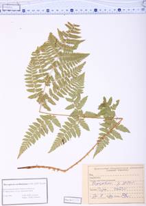 Dryopteris carthusiana (Vill.) H.P.Fuchs, Siberia, Altai & Sayany Mountains (S2) (Russia)