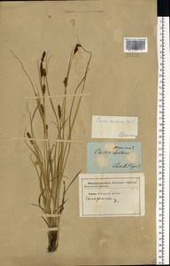 Carex melanostachya M.Bieb. ex Willd., Eastern Europe, South Ukrainian region (E12) (Ukraine)