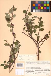 Cotoneaster laxiflorus (J.Jacq.) Lindl., Eastern Europe, Lower Volga region (E9) (Russia)