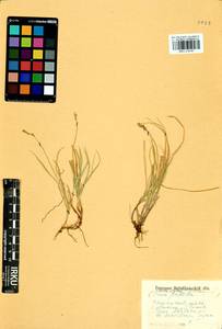 Carex iljinii V.I.Krecz., Siberia, Baikal & Transbaikal region (S4) (Russia)