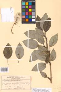 Populus ×moscoviensis Schröd., Eastern Europe, Moscow region (E4a) (Russia)