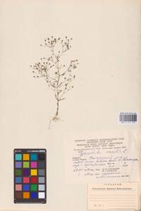Psammophiliella muralis (L.) Ikonn., Eastern Europe, West Ukrainian region (E13) (Ukraine)