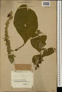 Verbascum phlomoides L., Caucasus, Dagestan (K2) (Russia)