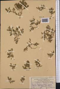 Dianthus orientalis, Middle Asia, Kopet Dag, Badkhyz, Small & Great Balkhan (M1) (Turkmenistan)