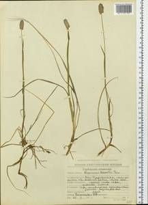 Alopecurus magellanicus Lam., Siberia, Chukotka & Kamchatka (S7) (Russia)