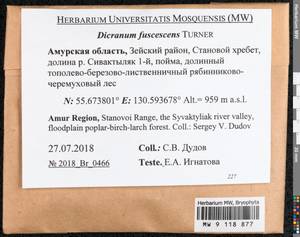Dicranum fuscescens Turner, Bryophytes, Bryophytes - Russian Far East (excl. Chukotka & Kamchatka) (B20) (Russia)