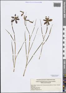 Fritillaria meleagroides Patrin ex Schult. & Schult.f., Eastern Europe, Middle Volga region (E8) (Russia)