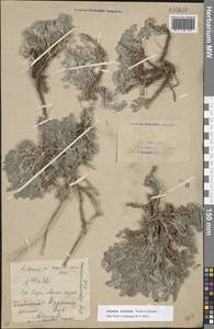 Artemisia lercheana Weber ex Stechm., Eastern Europe, Eastern region (E10) (Russia)